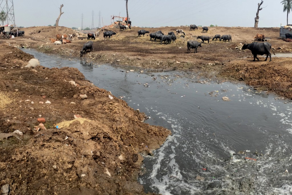 A large number of livestock farms as well as an equally large number of informal settlements form part of the landscape along the banks of the river. Most of them are positioned behind embankments; many of these embankments are occasionally cut through to drain out the wastewater that feeds from smaller drains. Livestock usually bathes and drinks from this wastewater, and waste from the livestock is often carried into the river through manmade wastewater channels, or when the river swells up enough to flow over and onto these areas.